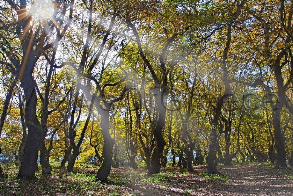 Το εντυπωσιακό και απειλούμενο πλατανόδασος του Σπερχειού, κοντά στη Μακρακώμη