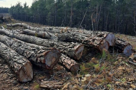 Απτόητη η κυβέρνηση από το stop του ΣτΕ συνεχίζει την υλοτόμηση στη Βάστρια