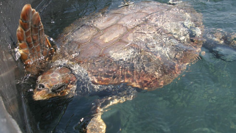 Caretta Caretta