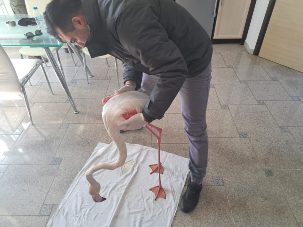 Φλαμίνγκο Μυτιλήνη