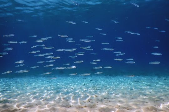 Σε οριακό σημείο τα αποθέματα ψαριών στη Μεσόγειο – Από τις πιο επιβαρυμένες θάλασσες παγκοσμίως