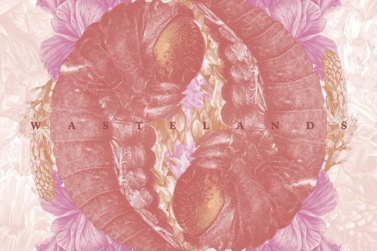 Calyces
