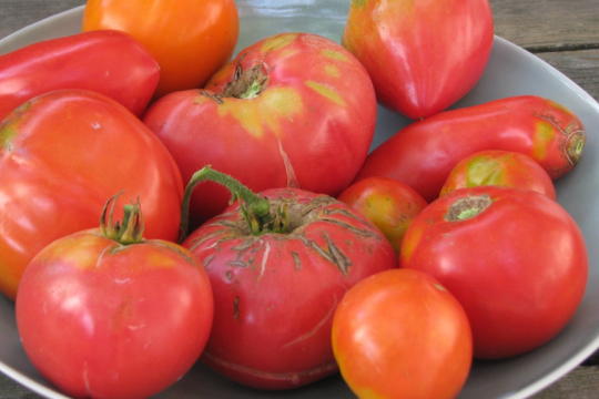 tomato