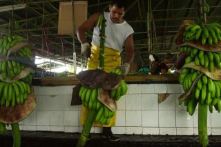 Chiquita