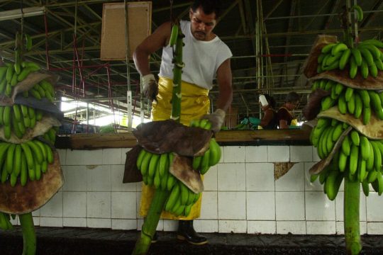 Chiquita
