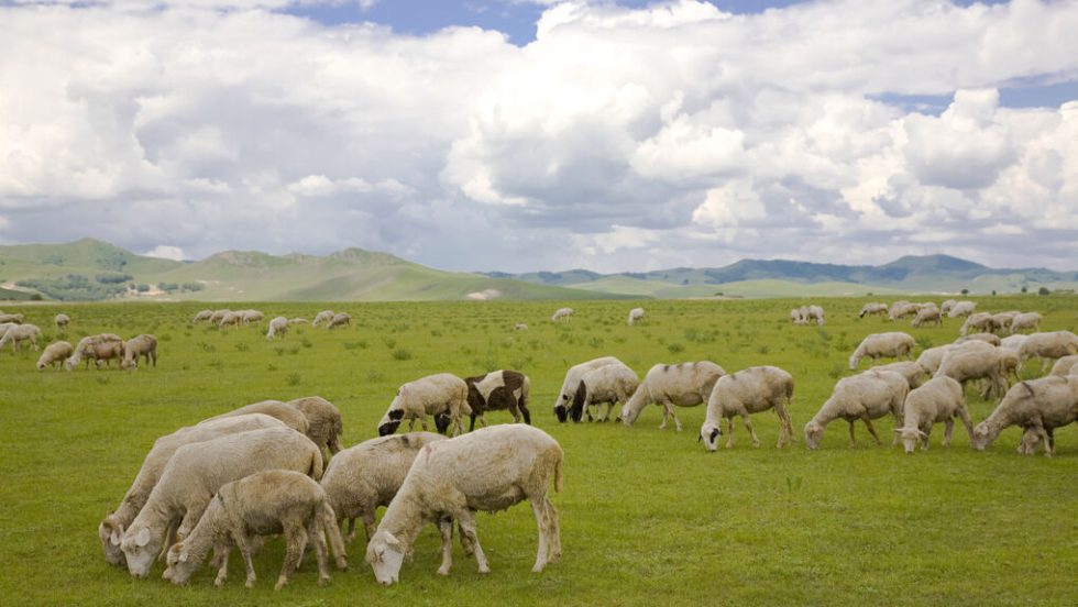 PROVATA