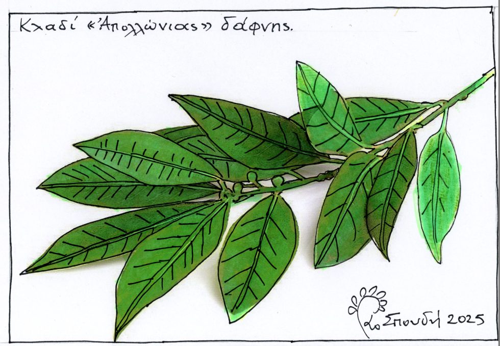 ΑΠΟΛΛΩΝΙΑ ΔΑΦΝΗ.