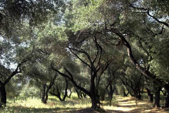 Ελαιώνας