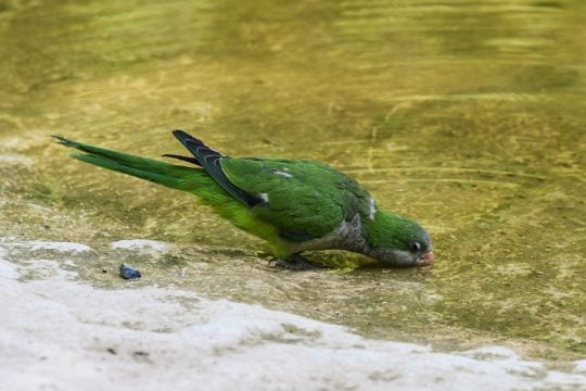 kausonas