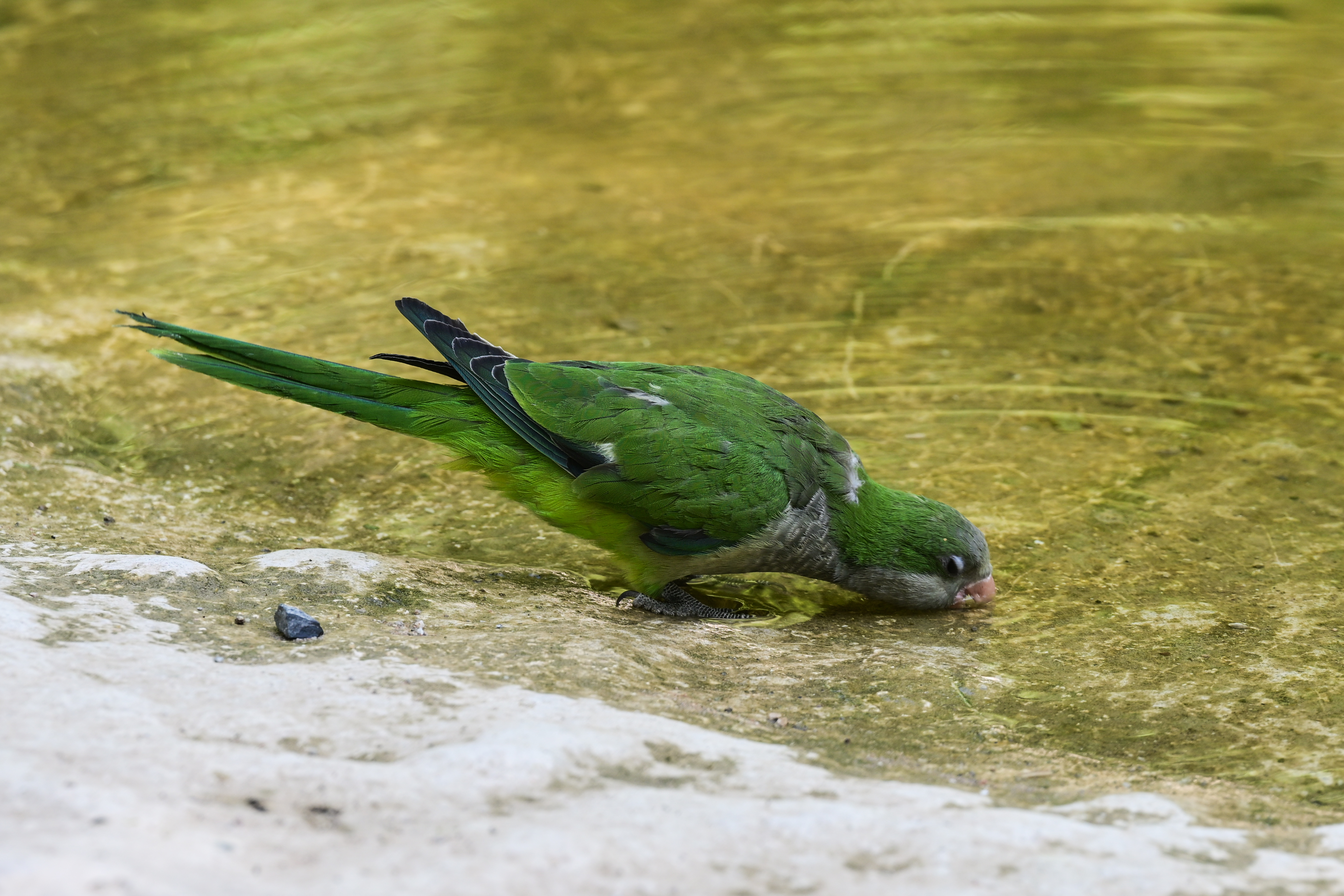 kausonas