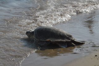 Χελώνα Caretta caretta στην παραλία του Λαγανά στη Ζάκυνθο