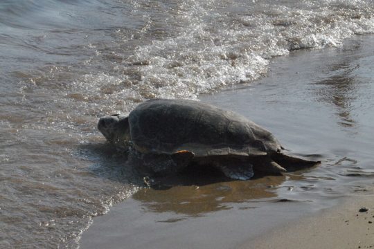 Χελώνα Caretta caretta στην παραλία του Λαγανά στη Ζάκυνθο