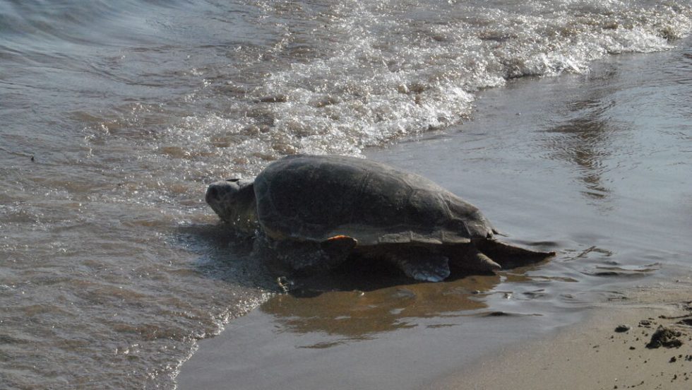 Χελώνα Caretta caretta στην παραλία του Λαγανά στη Ζάκυνθο