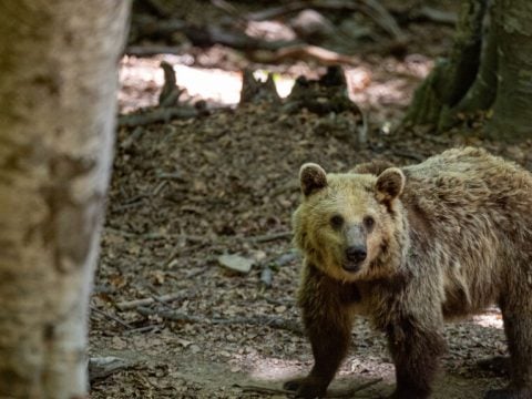 Νεκρό αρκουδάκι σε τροχαίο στην Εγνατία Οδό - Γιατί βρέθηκε κοντά σε κατοικημένη περιοχή