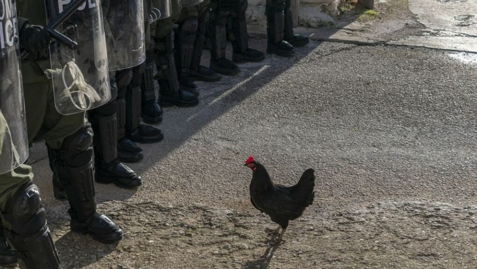 «Κότα» («Hen») του ουγγρικής καταγωγής σκηνοθέτη Γκιόργκι Πάλφι
