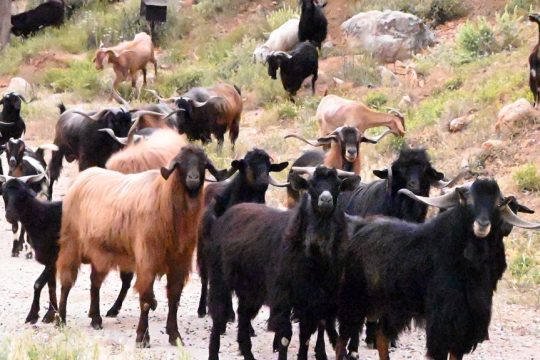 Αιγοπρόβατα