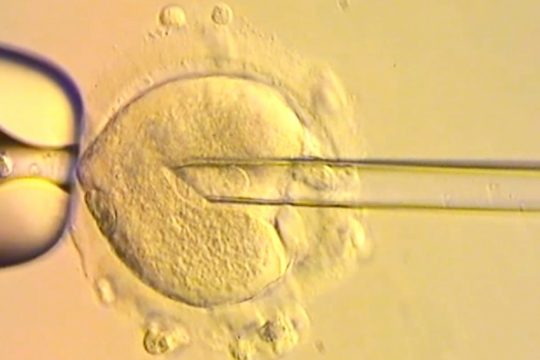 DNA_Babies_1020