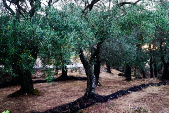 Ελαιόδεντρα χωράφι