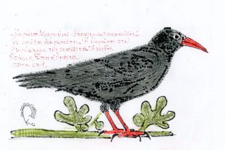 ΚΟΡΩΝΗ
