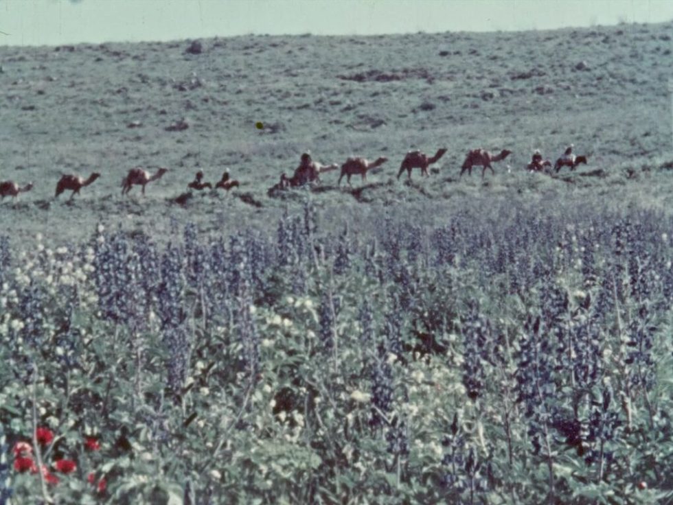 «The flowers stand silently»