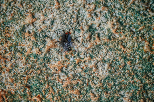 Ιός screwworm