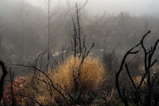 Καμμένο δάσος στην Πεντέλη