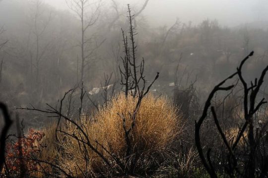 Καμμένο δάσος στην Πεντέλη