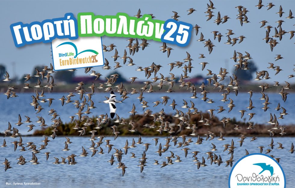 γιορτή πουλιών