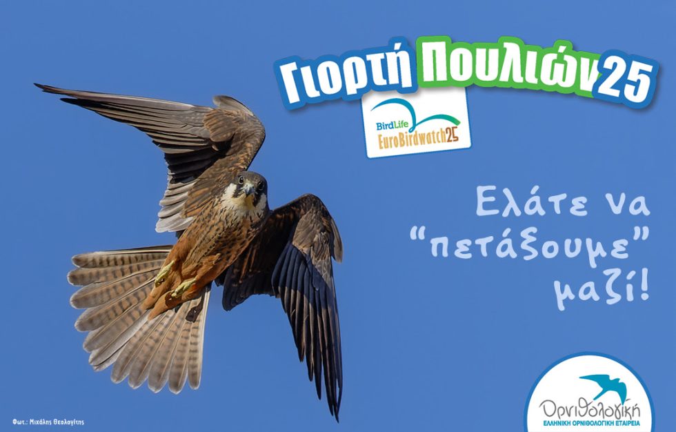 γιορτή πουλιών