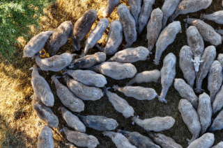 provata