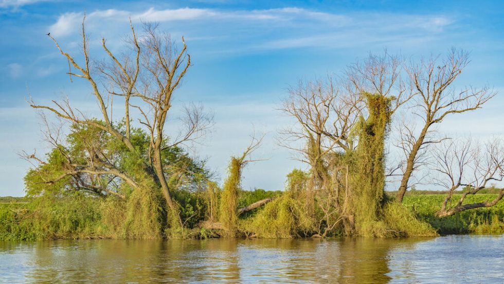 parana potamos