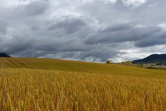 rural_landscape-1