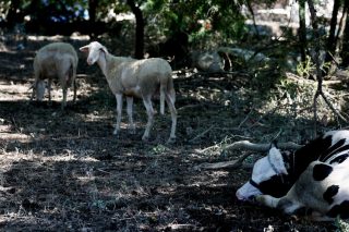 Αιγοπρόβατα
