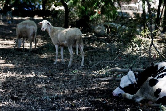 Αιγοπρόβατα