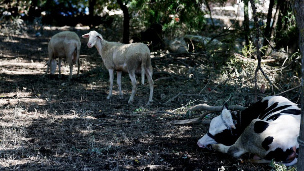 Αιγοπρόβατα
