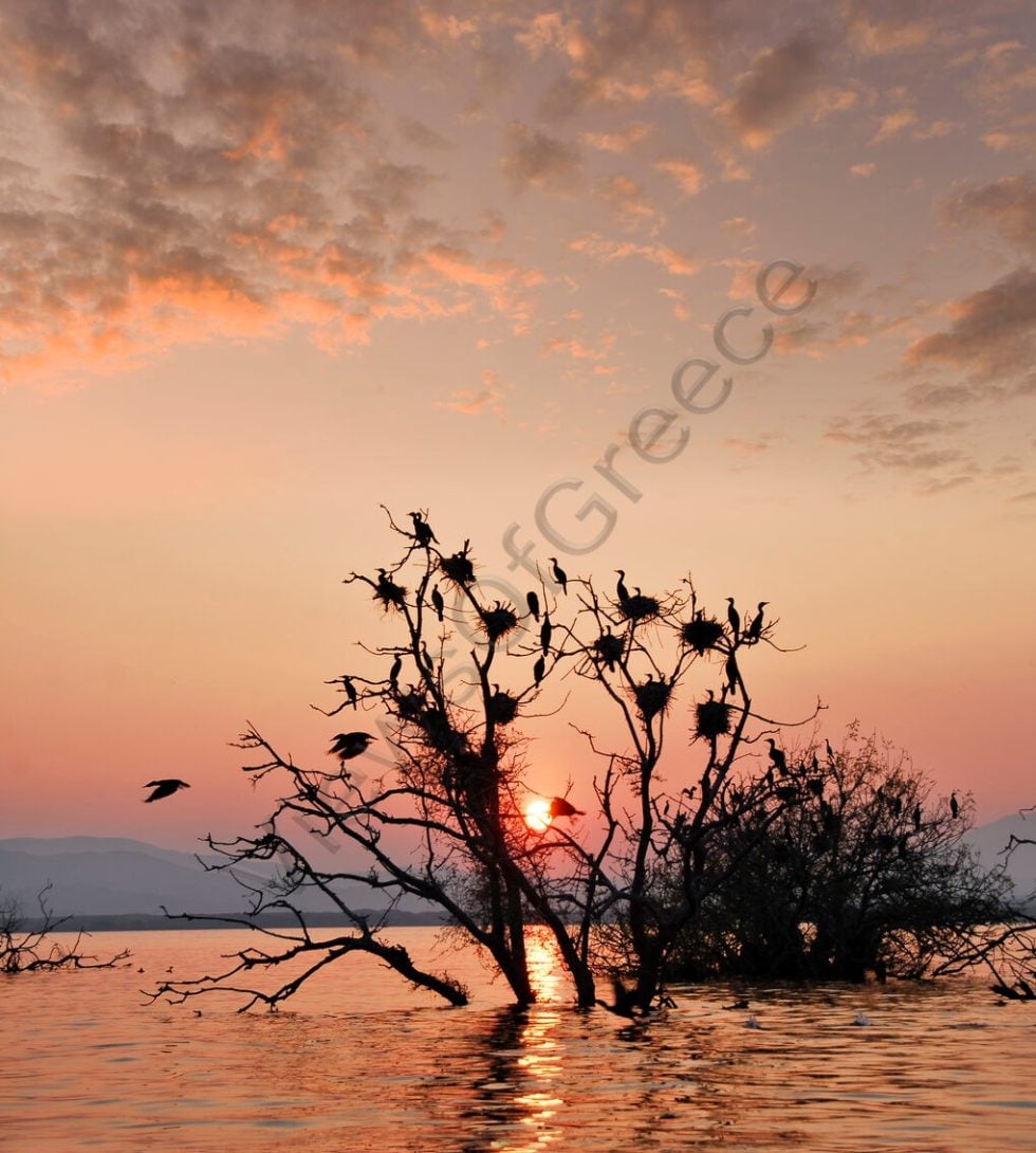 Η Κερκίνη, ένα ζωντανό κύτταρο και πολύτιμος θύλακας της άγριας φτερωτής πανίδας