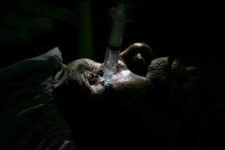 anaesthetist_1020