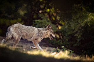 Συναγερμός στα Ιωάννινα για την εμφάνιση λύκου σε αστική περιοχή