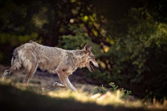 Συναγερμός στα Ιωάννινα για την εμφάνιση λύκου σε αστική περιοχή