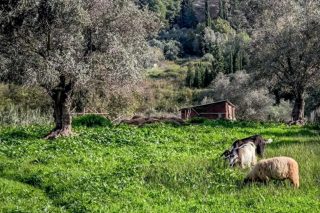 Εθνικές γαίες και βοσκοτόπια…