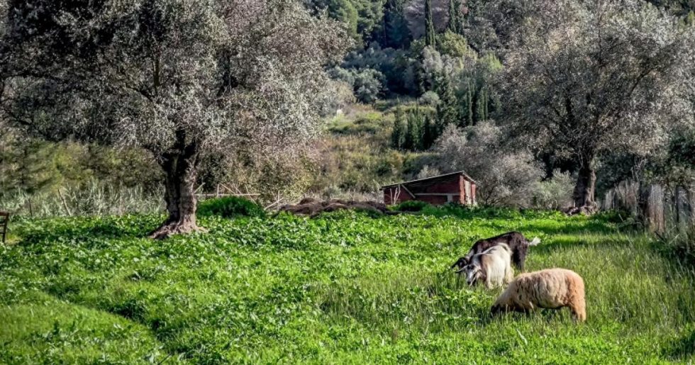 Εθνικές γαίες και βοσκοτόπια…