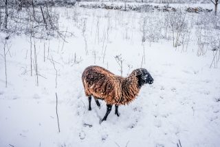 Xionia_1020