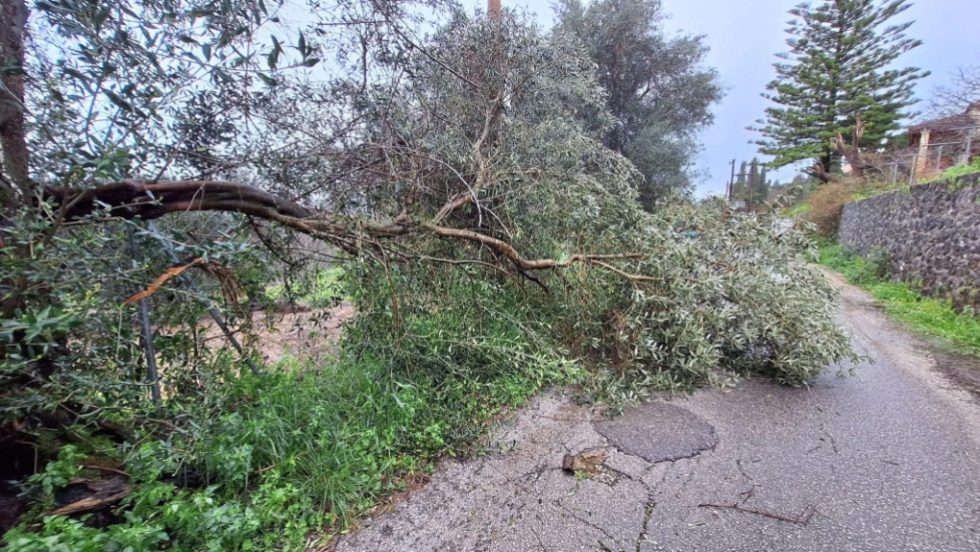 Πλάνο από τις πτώσεις δέντρων στην Κέρκυρα. | corfutvnews.gr