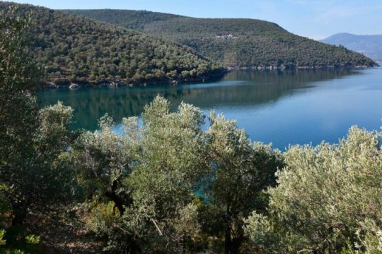 3ο ELIA Lesvos Confest – Διεθνές Συνέδριο & Φεστιβάλ για την Ελιά