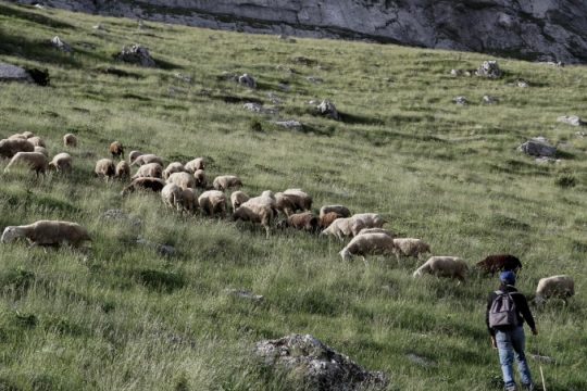 Λέσβος: Δυο ακόμα κρούσματα αφθώδους πυρετού - Συνολικά 20 μέχρι τώρα