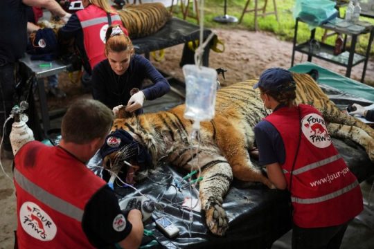 Ταϊλάνδη: 72 τίγρεις πέθαναν από ιό σε ζωολογικό πάρκο