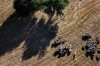 Παρατείνονται έως τις 15/4 τα προληπτικά μέτρα για την ευλογιά των αιγοπροβάτων στην Κρήτη