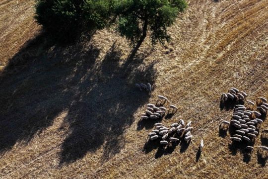 Παρατείνονται έως τις 15/4 τα προληπτικά μέτρα για την ευλογιά των αιγοπροβάτων στην Κρήτη