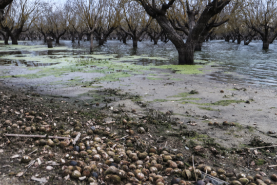 Πάνω από 10.000 στρέμματα πλημμύρισαν στον κάμπο Πολυκάστρου