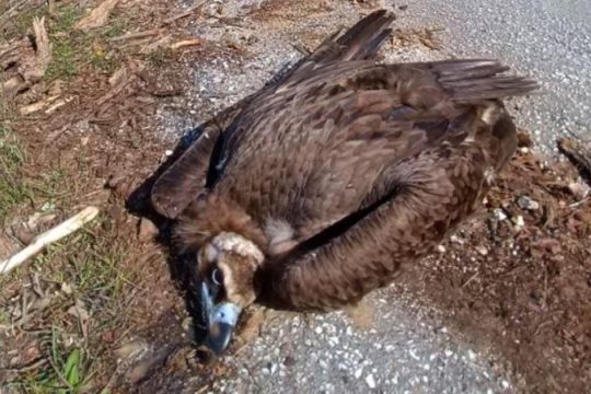 Μαζική δηλητηρίαση άγριων ζώων στη Δαδιά - Έκρηξη οργής από οκτώ περιβαλλοντικές οργανώσεις